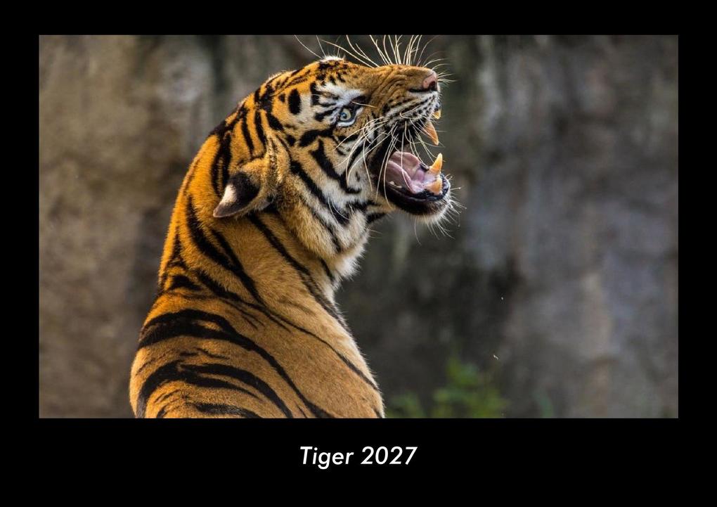 Tiger 2027 Fotokalender DIN A3