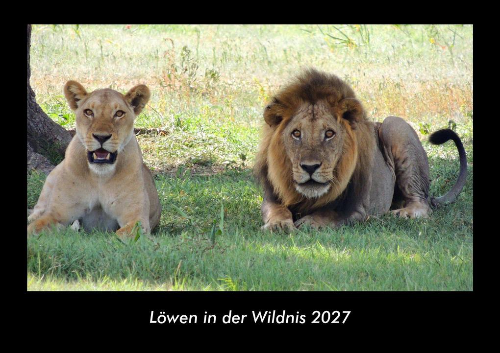 Löwen in der Wildnis 2027 Fotokalender DIN A3