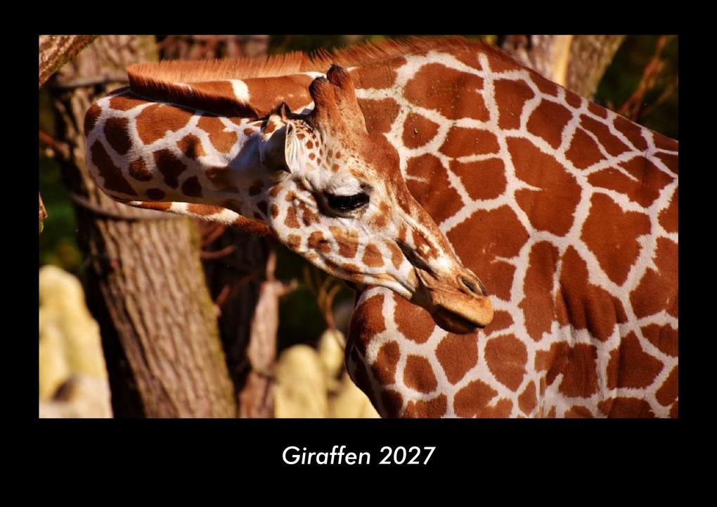 Giraffen 2027 Fotokalender DIN A3
