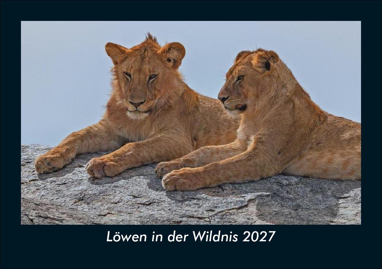 Löwen in der Wildnis 2027 Fotokalender DIN A5