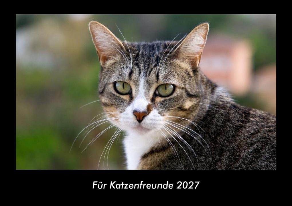 Für Katzenfreunde 2027 Fotokalender DIN A3