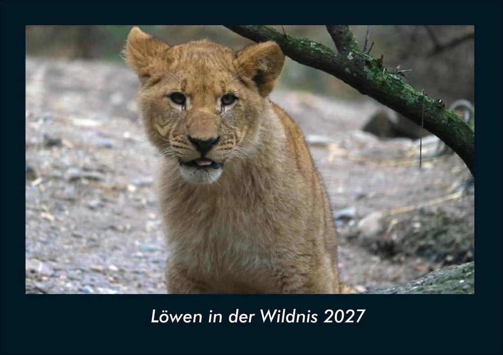 Löwen in der Wildnis 2027 Fotokalender DIN A4