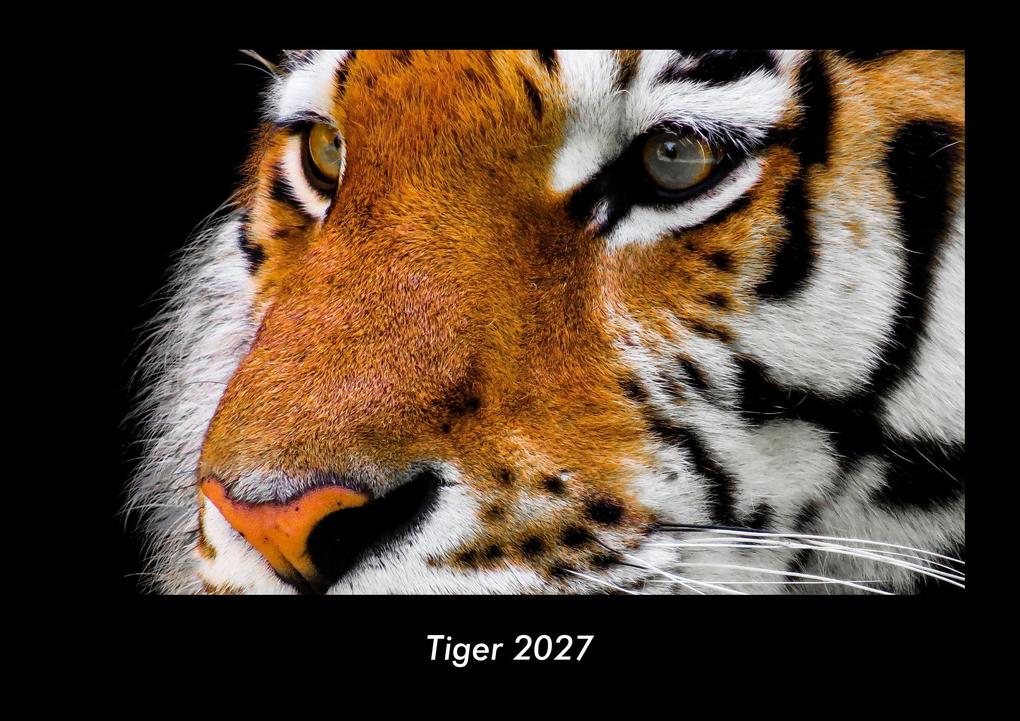 Tiger 2027 Fotokalender DIN A3