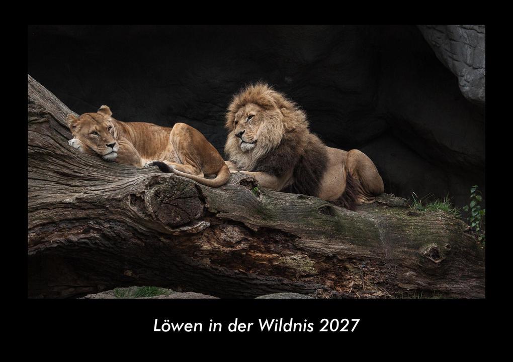 Löwen in der Wildnis 2027 Fotokalender DIN A3