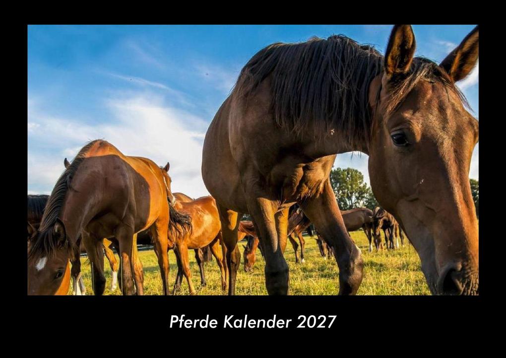 Pferde Kalender 2027 Fotokalender DIN A3