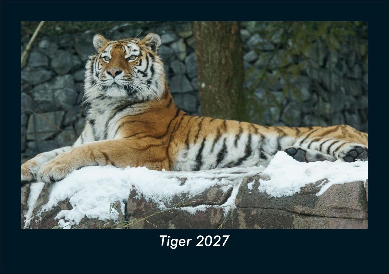 Tiger 2027 Fotokalender DIN A5