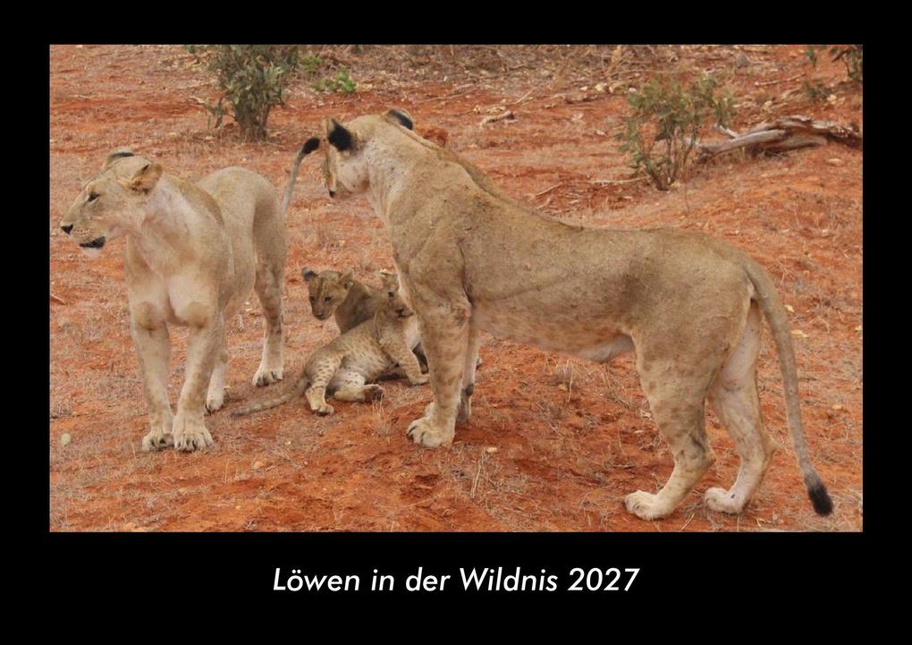Löwen in der Wildnis 2027 Fotokalender DIN A3