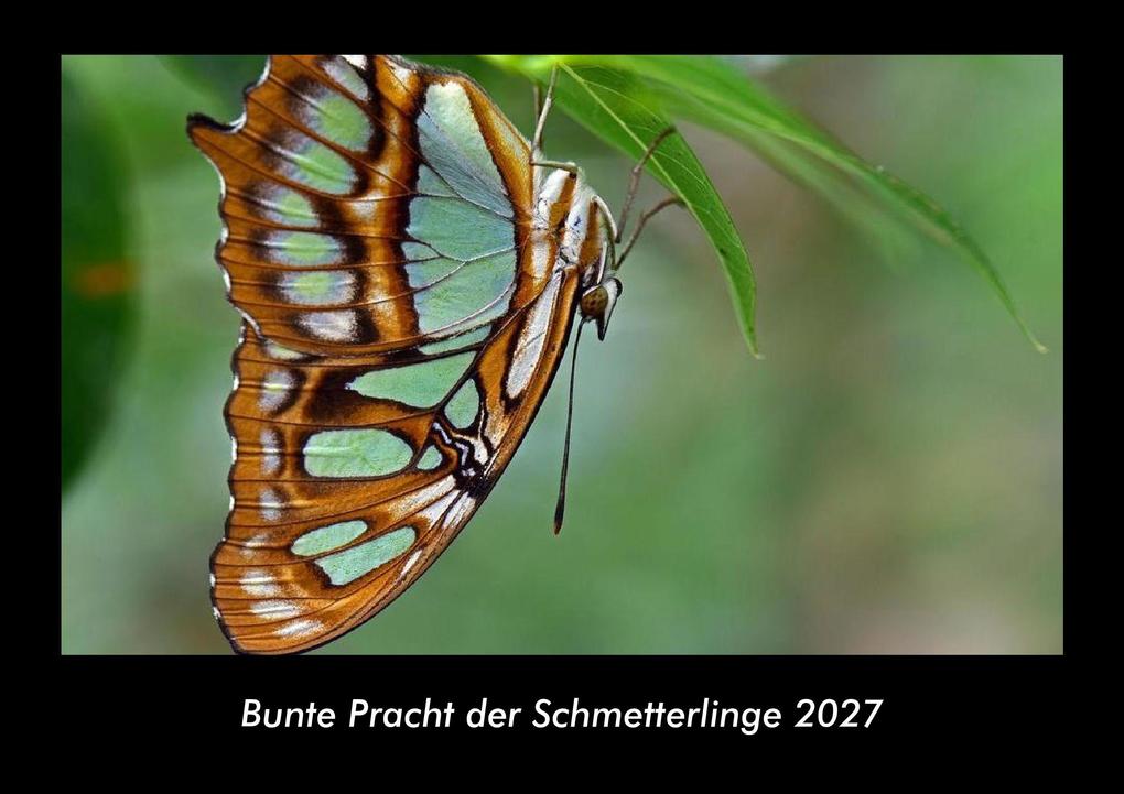 Bunte Pracht der Schmetterlinge 2027 Fotokalender DIN A3