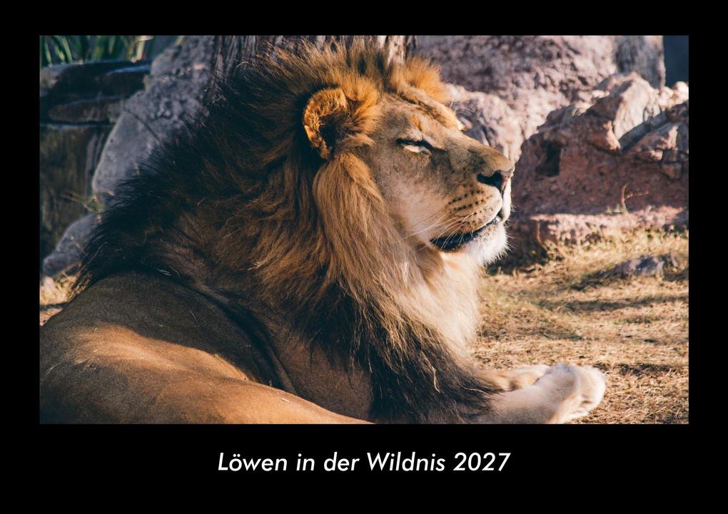Löwen in der Wildnis 2027 Fotokalender DIN A3