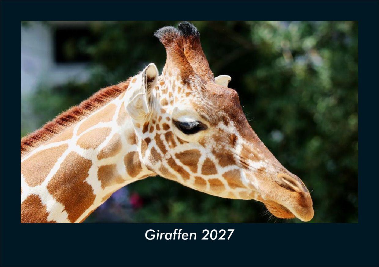 Giraffen 2027 Fotokalender DIN A5