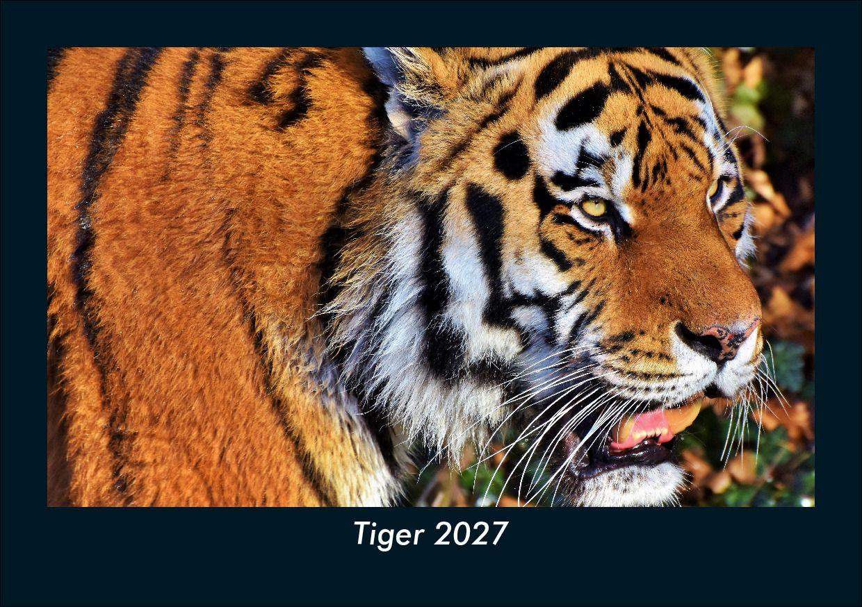 Tiger 2027 Fotokalender DIN A5
