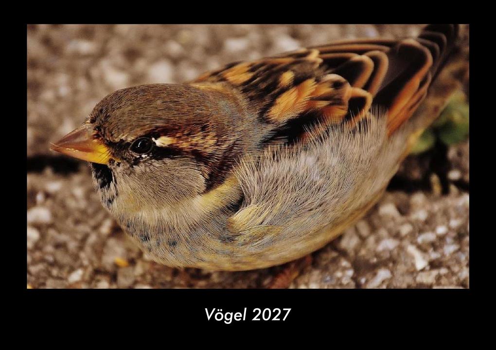 Vögel 2027 Fotokalender DIN A3