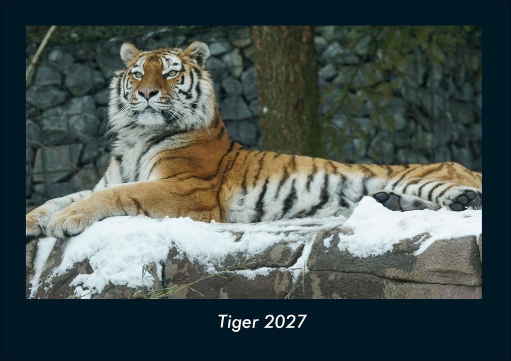 Tiger 2027 Fotokalender DIN A4