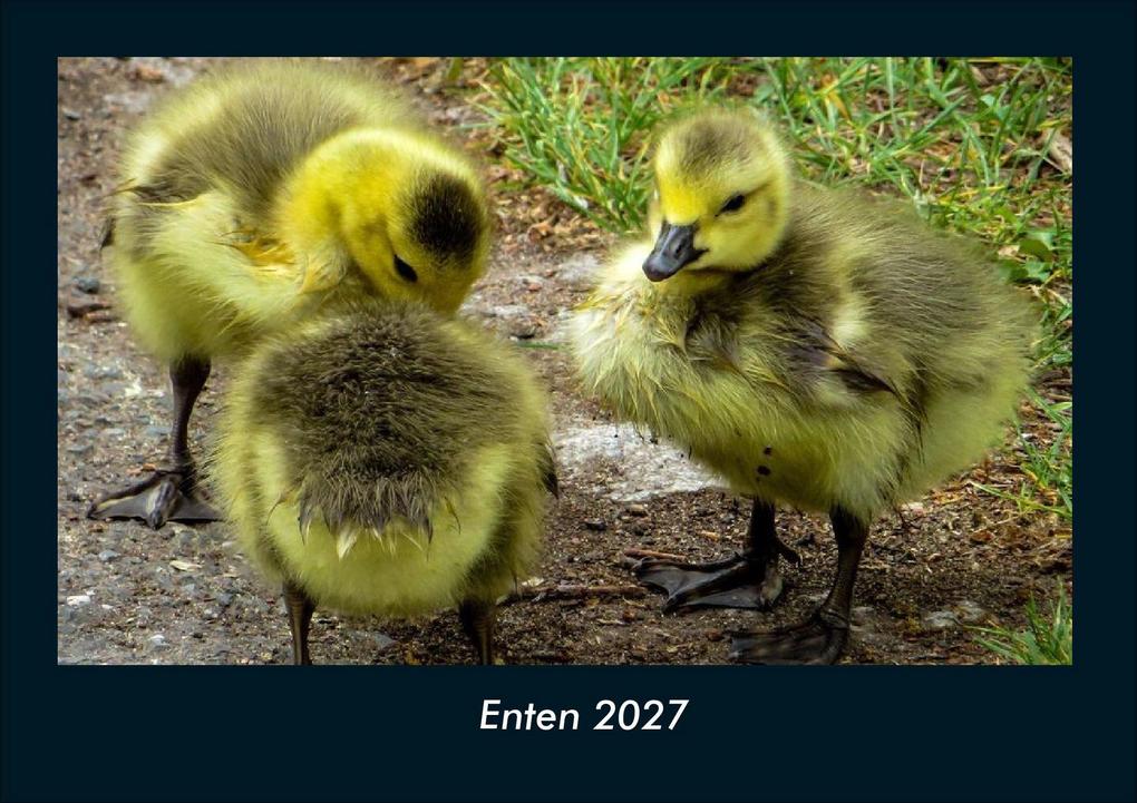Enten 2027 Fotokalender DIN A4