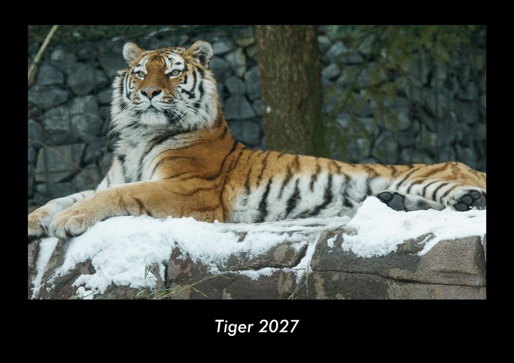 Tiger 2027 Fotokalender DIN A3