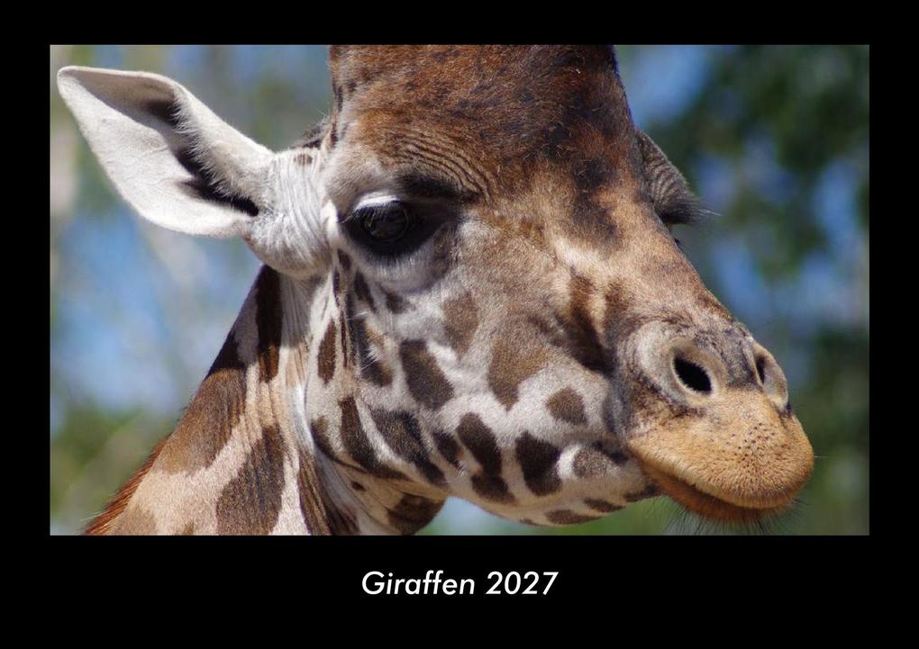 Giraffen 2027 Fotokalender DIN A3