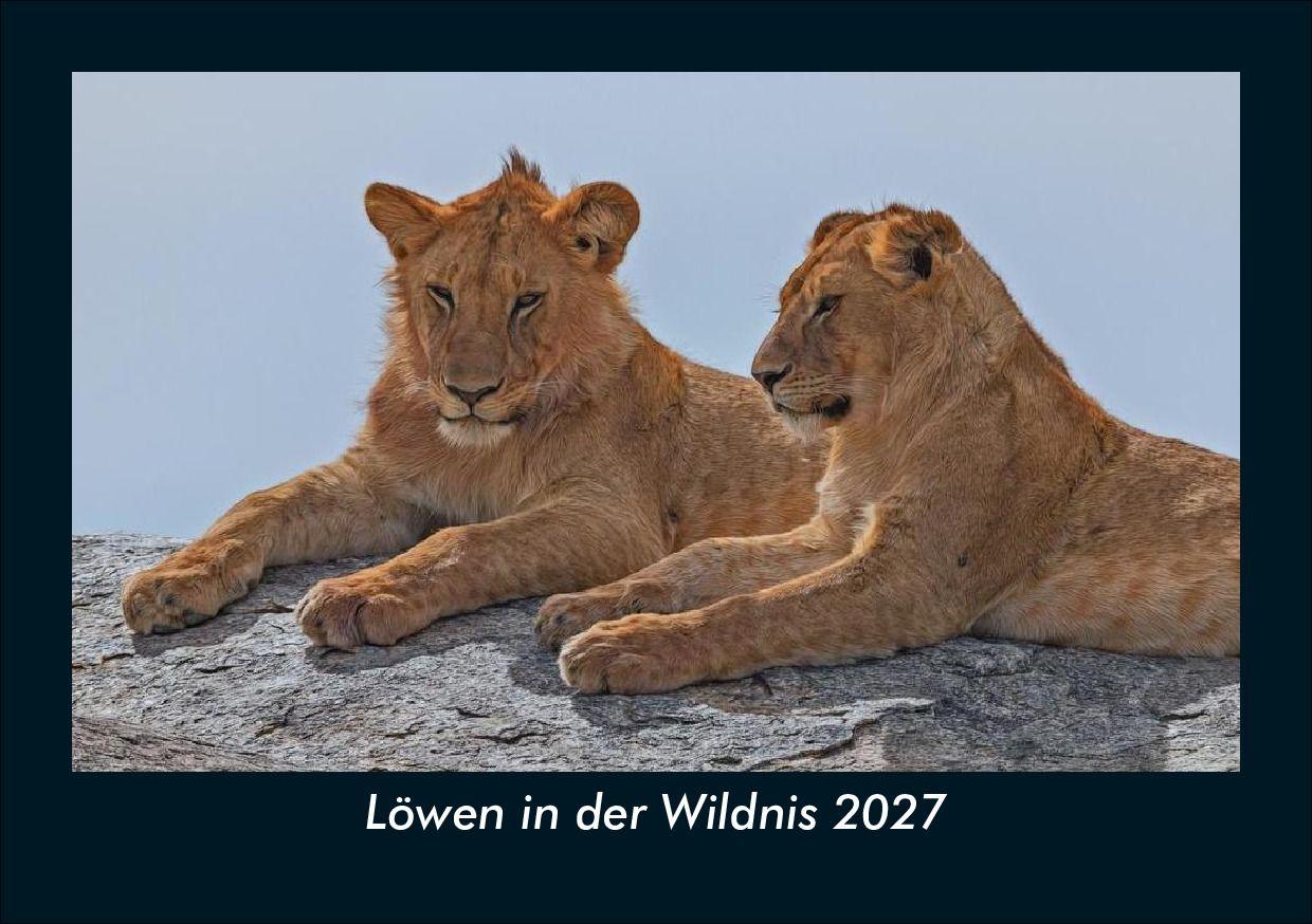 Löwen in der Wildnis 2027 Fotokalender DIN A5
