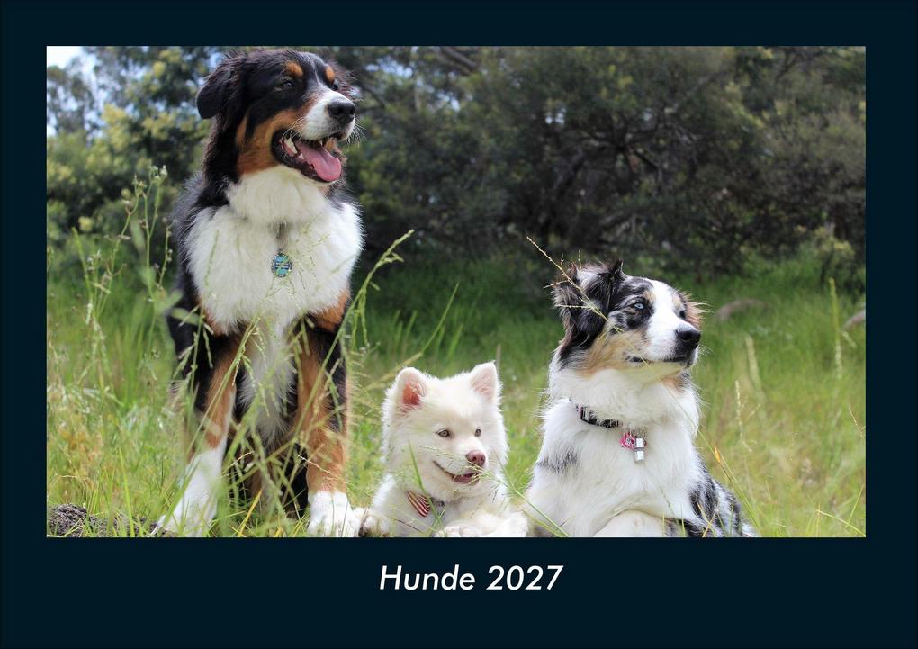 Hunde 2027 Fotokalender DIN A4
