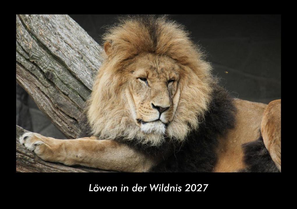 Löwen in der Wildnis 2027 Fotokalender DIN A3