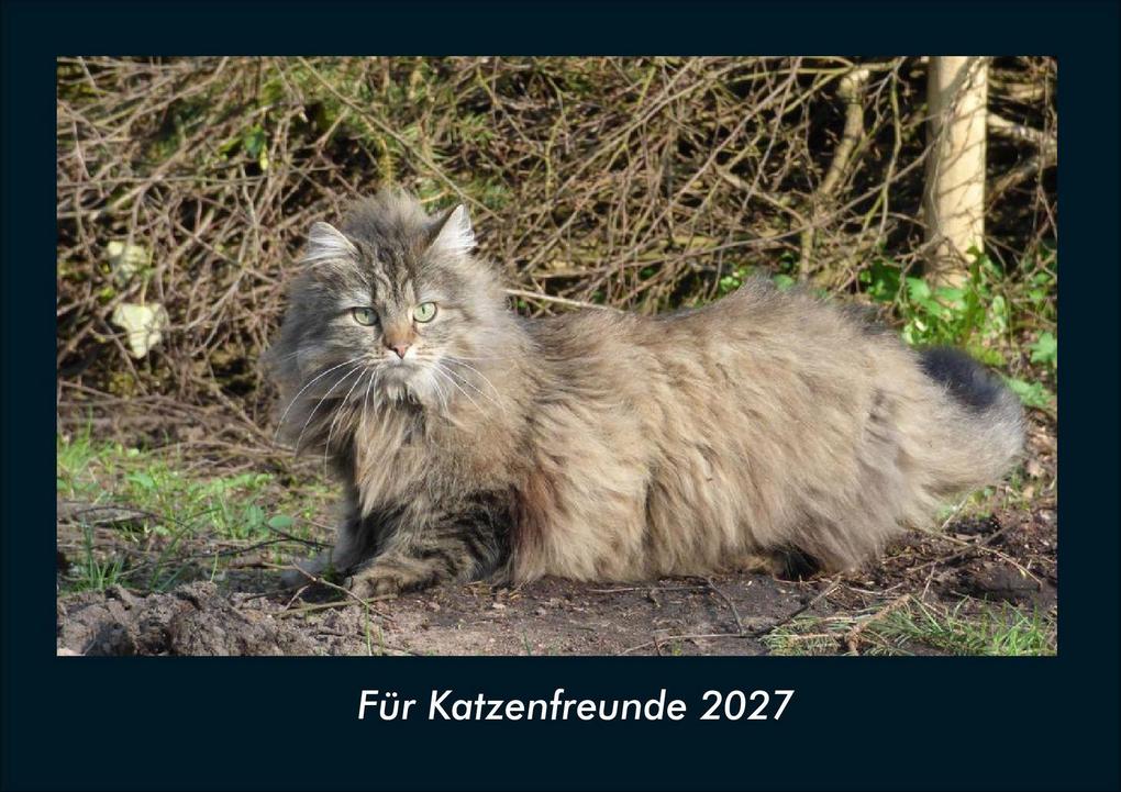Für Katzenfreunde 2027 Fotokalender DIN A4