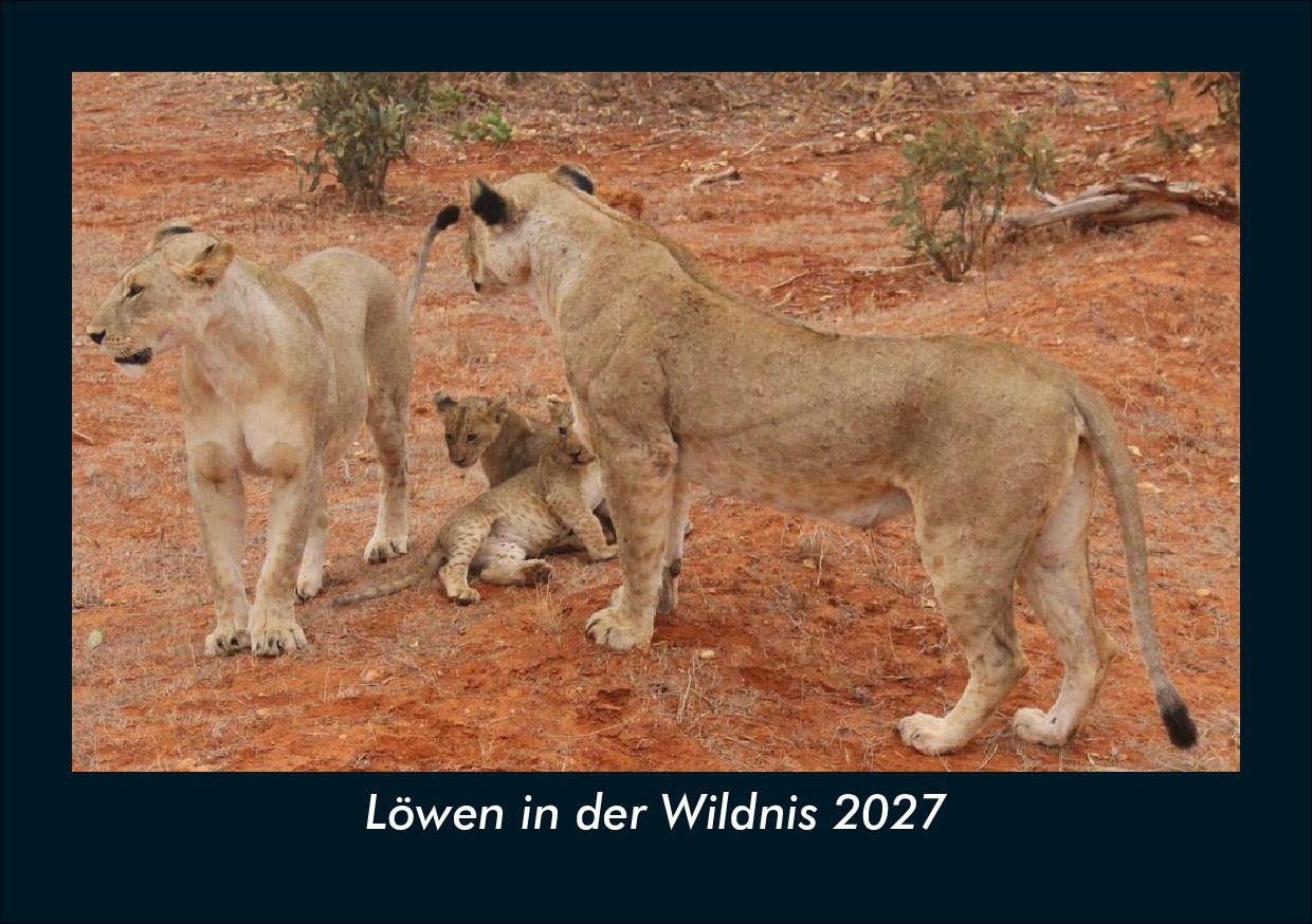 Löwen in der Wildnis 2027 Fotokalender DIN A5