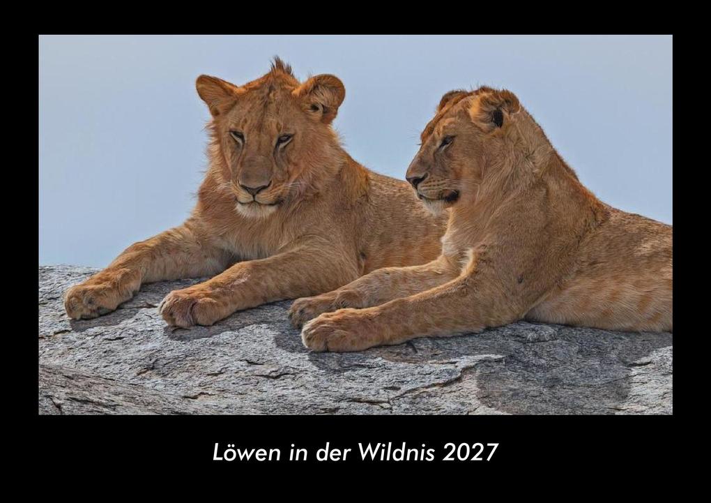 Löwen in der Wildnis 2027 Fotokalender DIN A3
