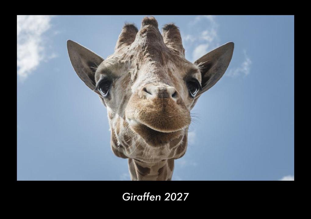 Giraffen 2027 Fotokalender DIN A3