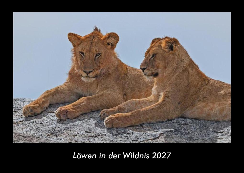 Löwen in der Wildnis 2027 Fotokalender DIN A3