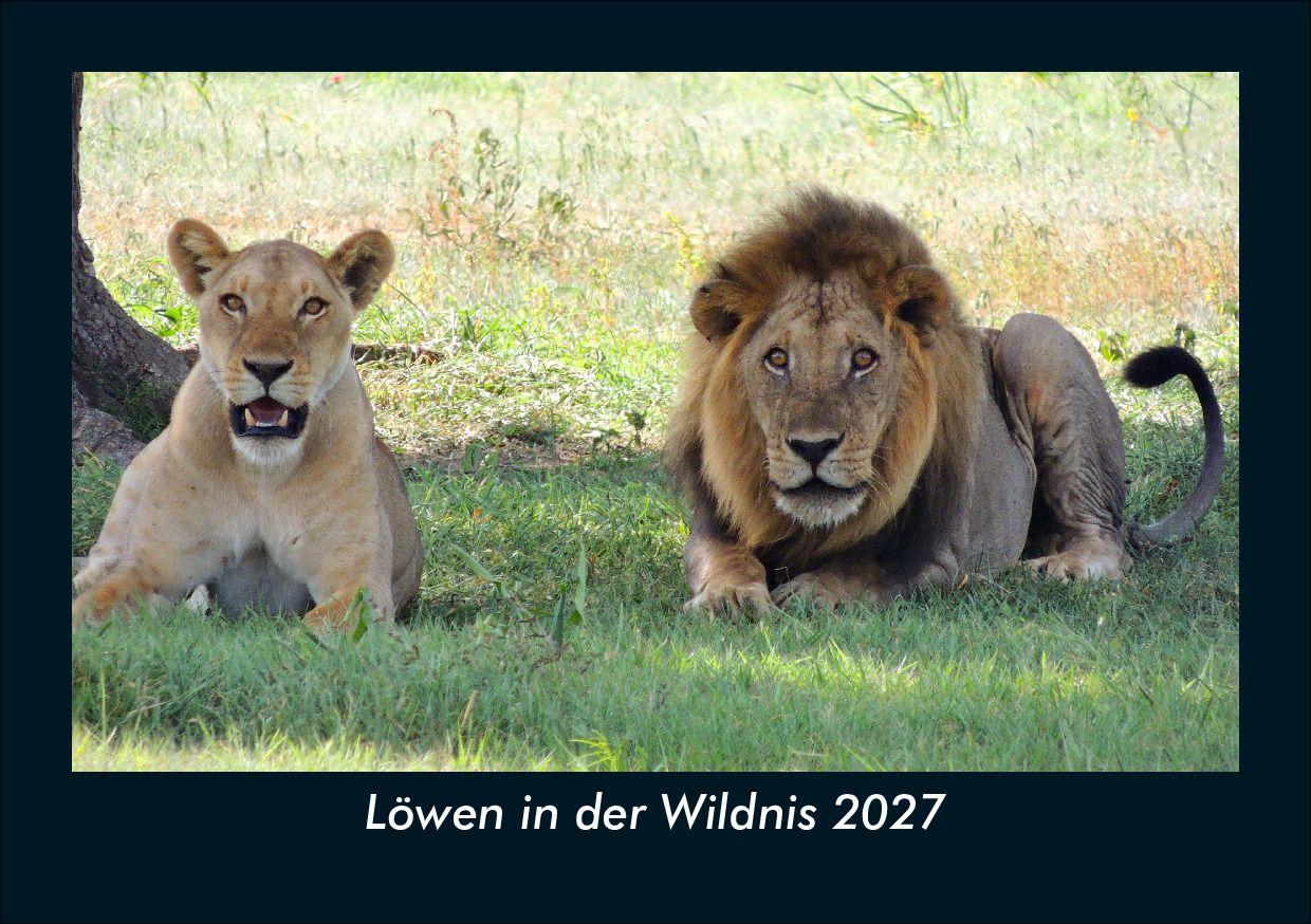 Löwen in der Wildnis 2027 Fotokalender DIN A5