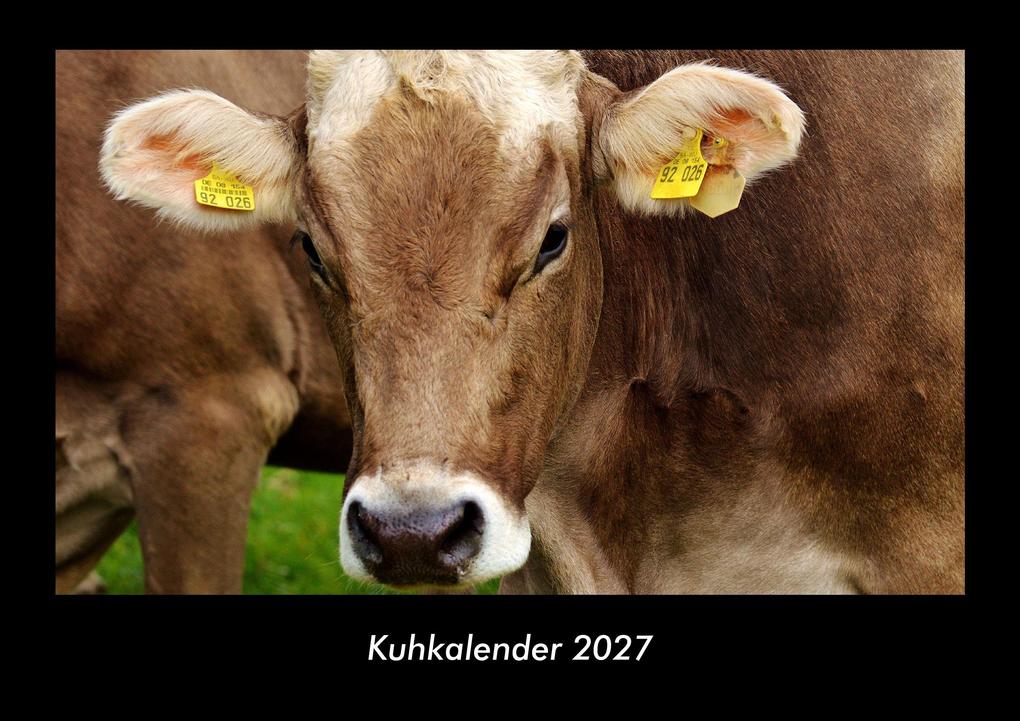 Kuhkalender 2027 Fotokalender DIN A3