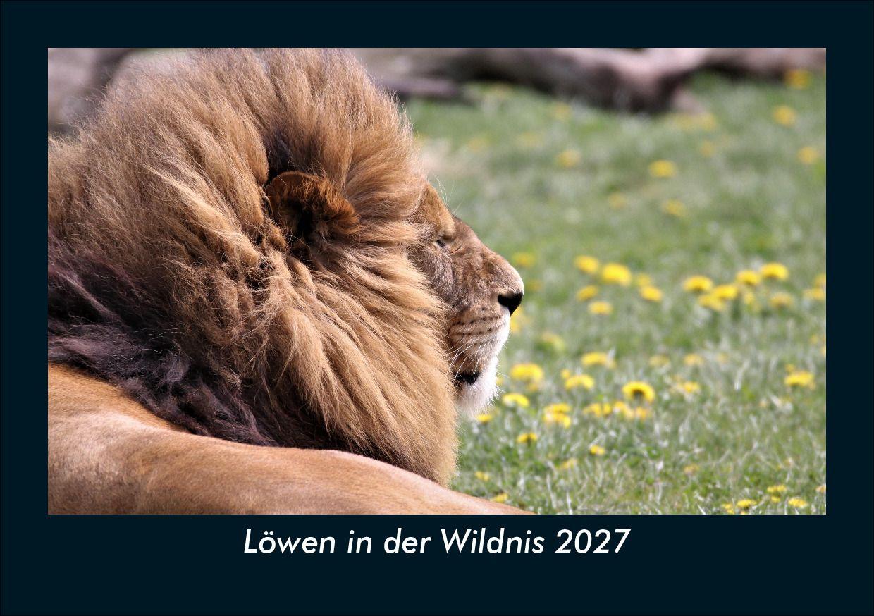 Löwen in der Wildnis 2027 Fotokalender DIN A5