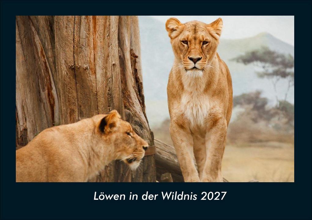Löwen in der Wildnis 2027 Fotokalender DIN A4