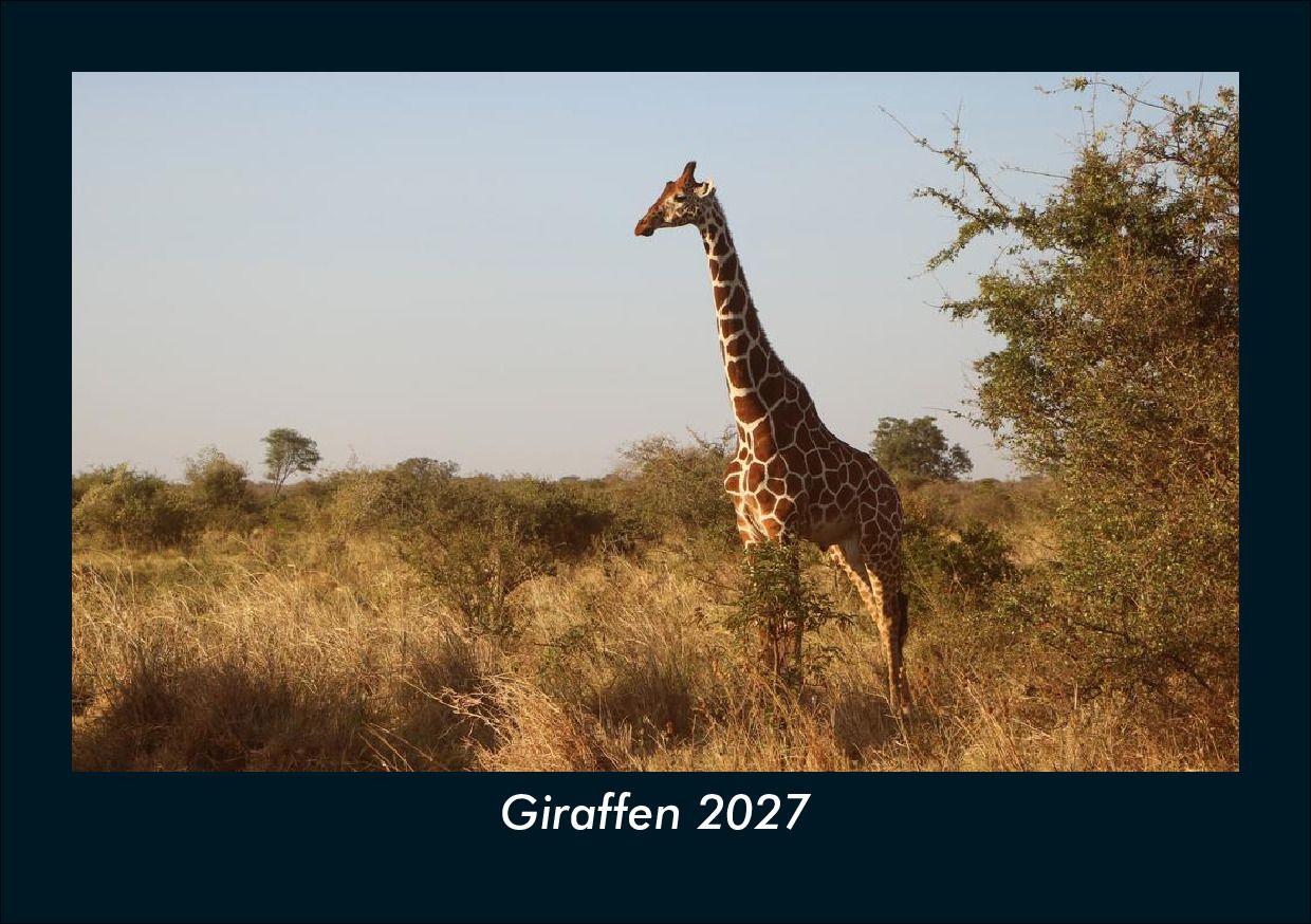 Giraffen 2027 Fotokalender DIN A5