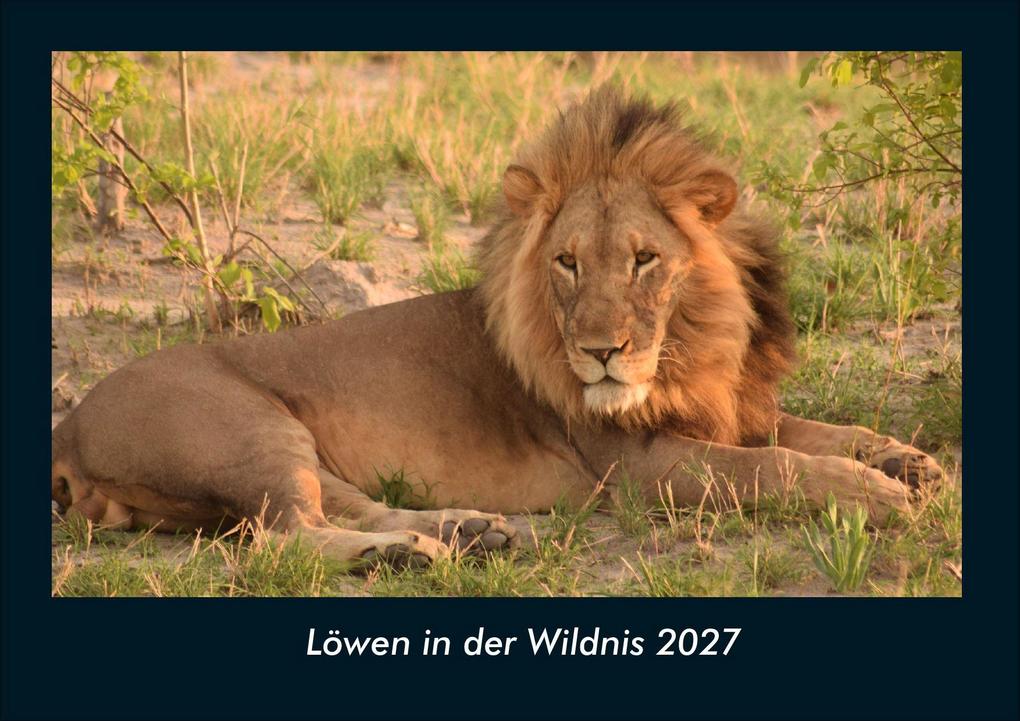 Löwen in der Wildnis 2027 Fotokalender DIN A4