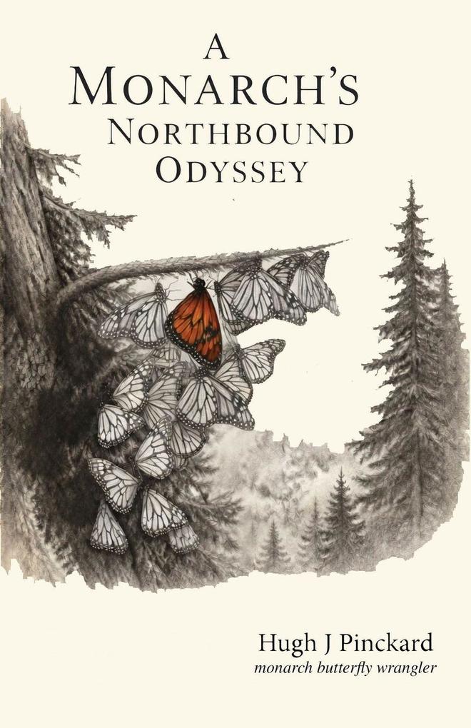 A Monarch's Norhtbound Odyssey