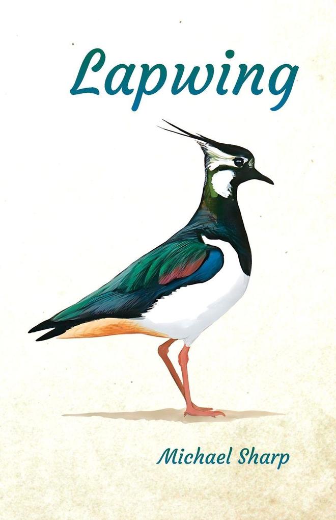 Lapwing