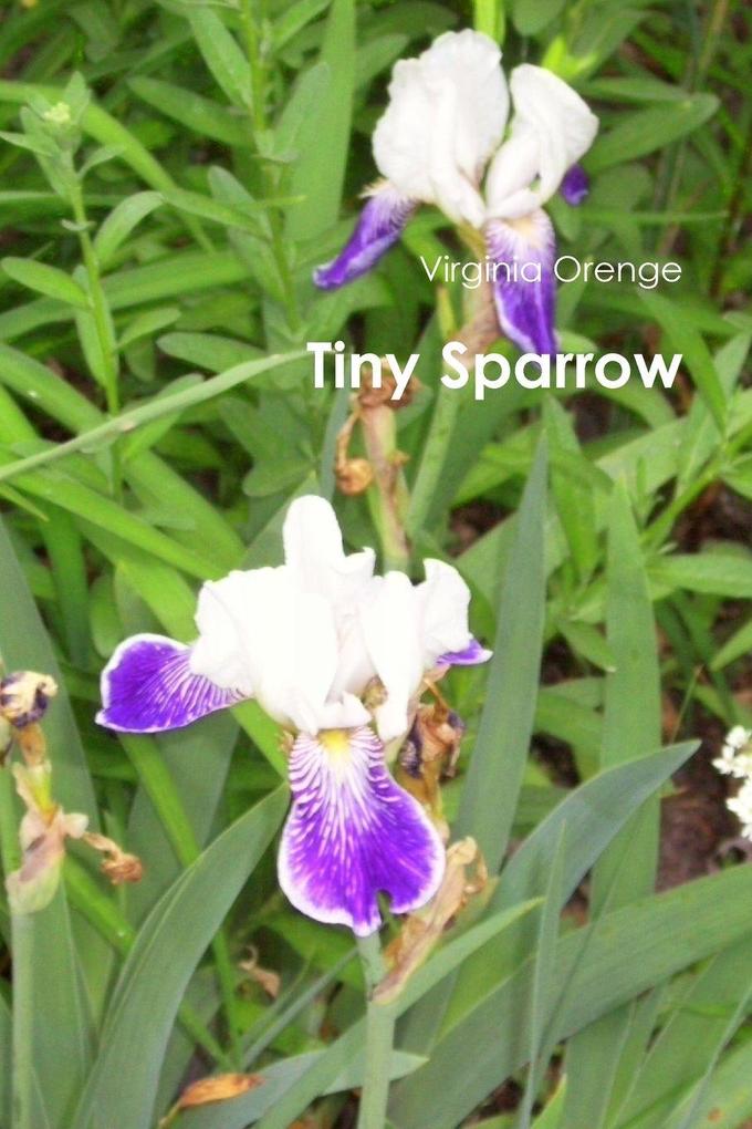 Tiny Sparrow
