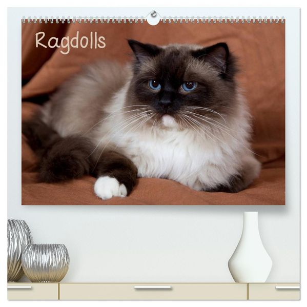 Ragdolls (hochwertiger Premium Wandkalender 2027 DIN A2 quer) Kunstdruck in Hochglanz