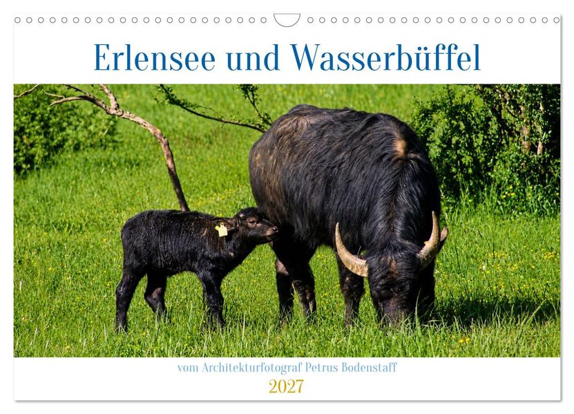 Erlensee und Wasserbüffel (Wandkalender 2027 DIN A3 quer) CALVENDO Monatskalender