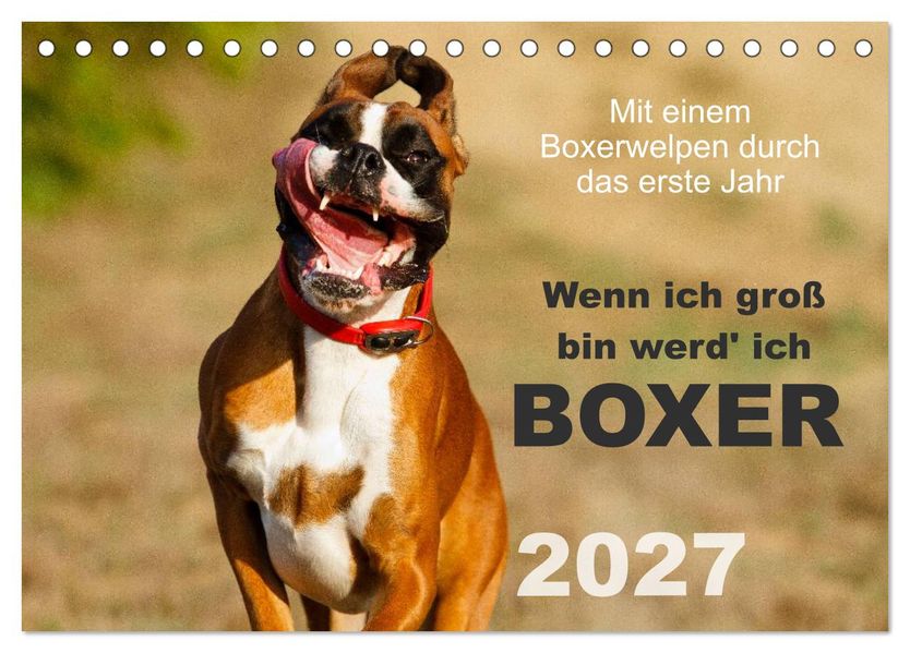 Wenn ich groß bin werd' ich Boxer (Tischkalender 2027 DIN A5 quer) CALVENDO Monatskalender
