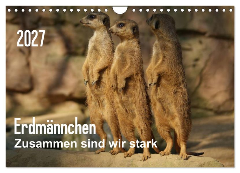 Erdmännchen - Zusammen sind wir stark (Wandkalender 2027 DIN A4 quer) CALVENDO Monatskalender