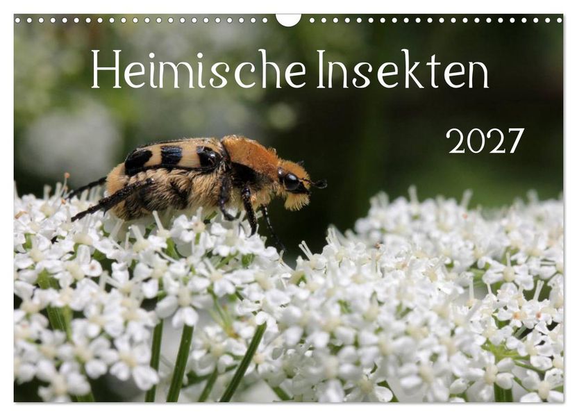 Heimische Insekten 2027 (Wandkalender 2027 DIN A3 quer) CALVENDO Monatskalender