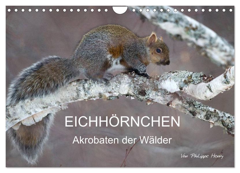 EICHHÖRNCHEN (Wandkalender 2027 DIN A4 quer) CALVENDO Monatskalender