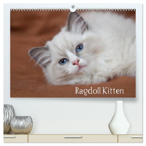 Ragdoll Kitten (hochwertiger Premium Wandkalender 2027 DIN A2 quer) Kunstdruck in Hochglanz