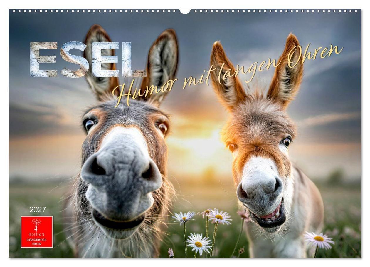 Esel - Humor mit langen Ohren (Wandkalender 2027 DIN A2 quer) CALVENDO Monatskalender