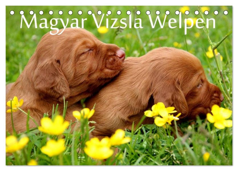 Magyar Vizsla Welpen (Tischkalender 2027 DIN A5 quer) CALVENDO Monatskalender