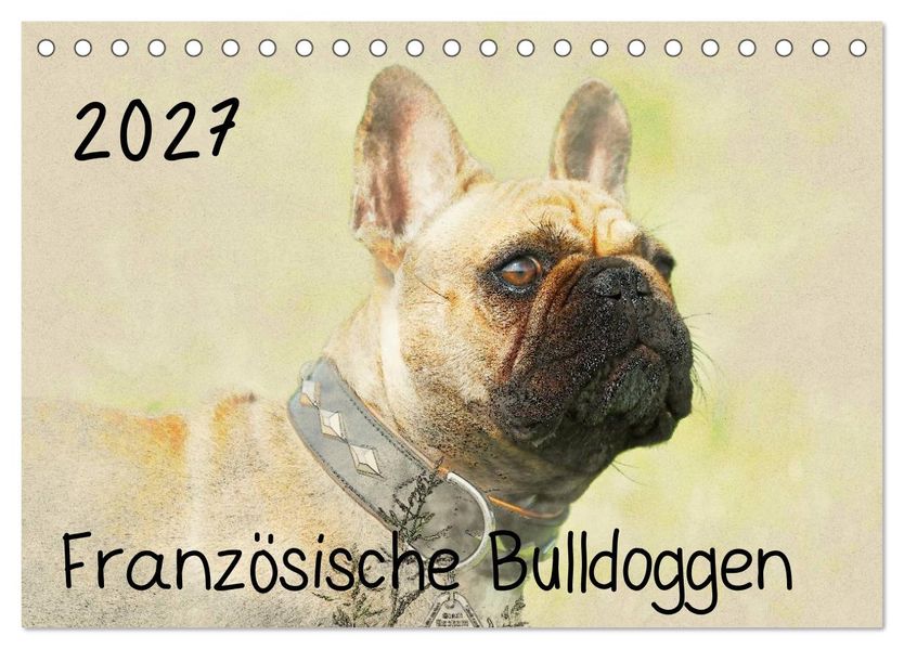 Französische Bulldoggen 2027 (Tischkalender 2027 DIN A5 quer) CALVENDO Monatskalender