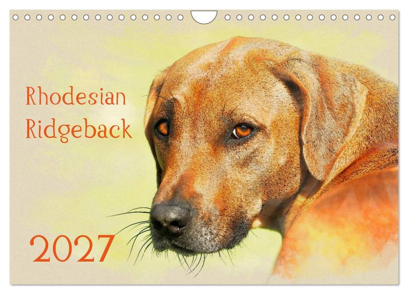 Rhodesian Ridgeback 2027 (Wandkalender 2027 DIN A4 quer) CALVENDO Monatskalender