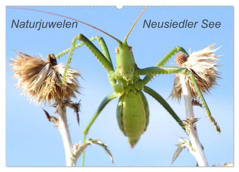 Naturjuwelen - Neusiedler See (Wandkalender 2027 DIN A2 quer) CALVENDO Monatskalender