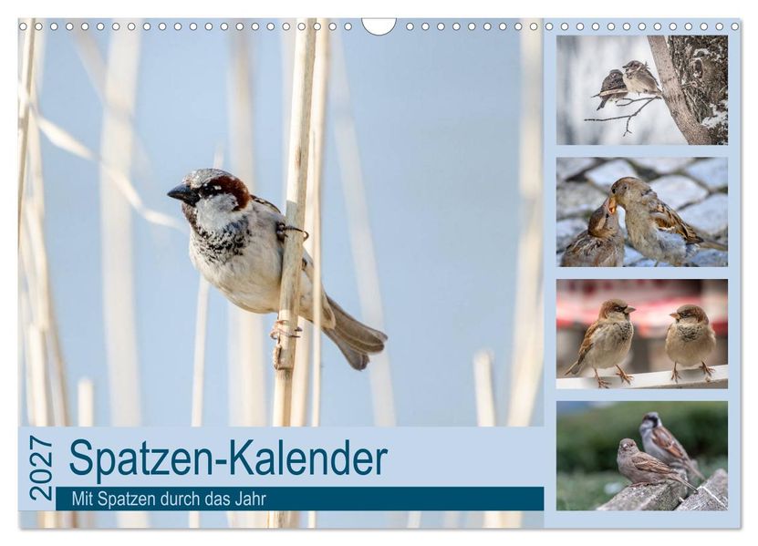 Spatzen-Kalender (Wandkalender 2027 DIN A3 quer) CALVENDO Monatskalender